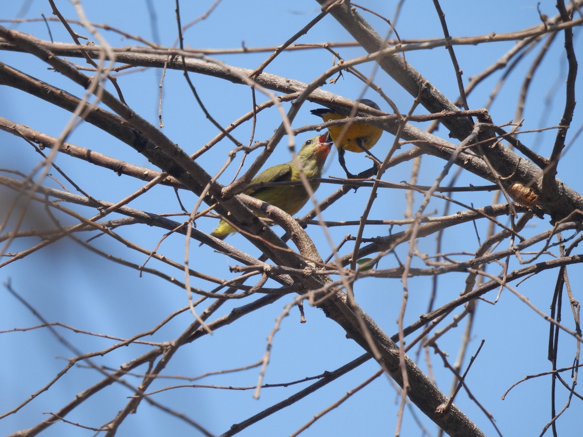 Scrub Euphonia - ML635353680