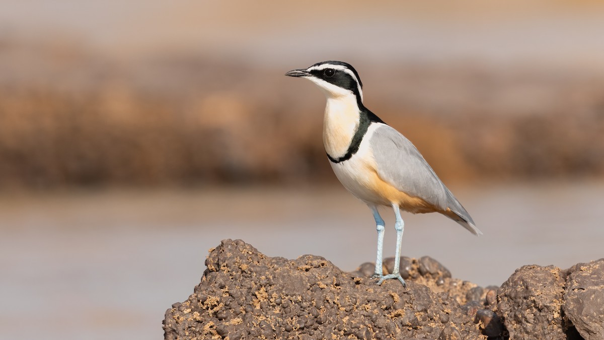 Egyptian Plover - ML635353698