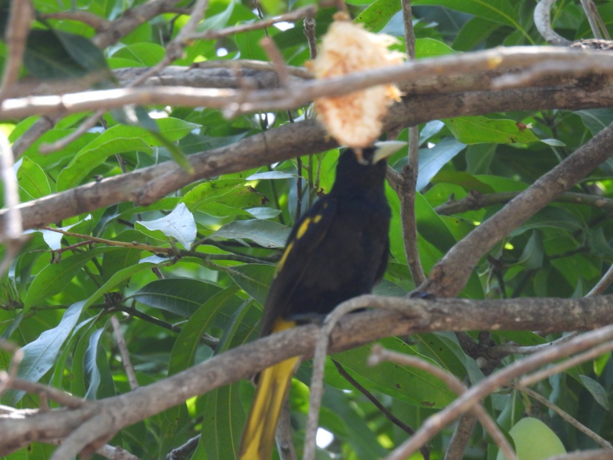 Yellow-winged Cacique - ML635353707