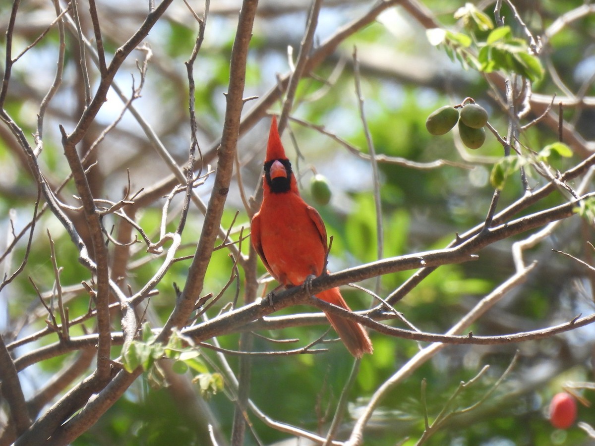 Northern Cardinal (Long-crested) - ML635353721