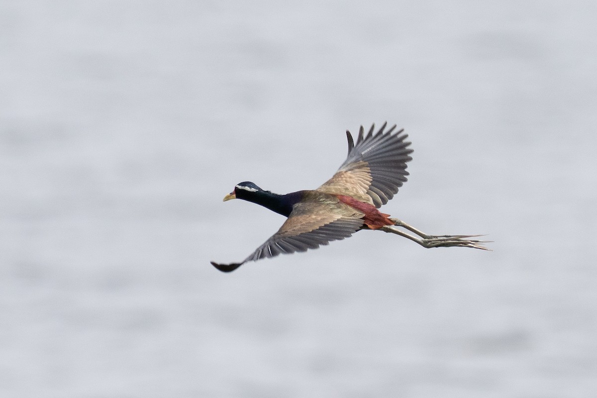 Bronze-winged Jacana - ML635353844