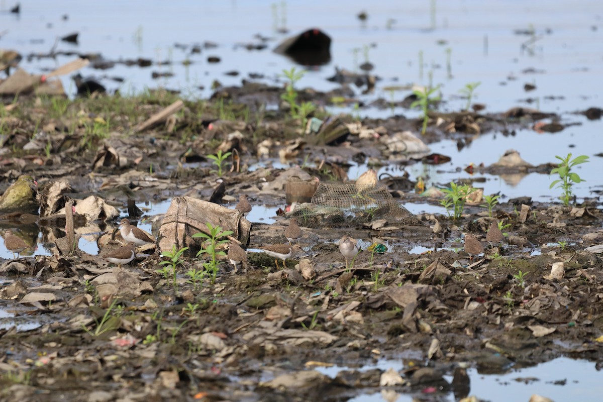 Common Sandpiper - ML635353867