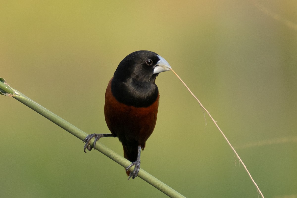 Chestnut Munia - ML635353879