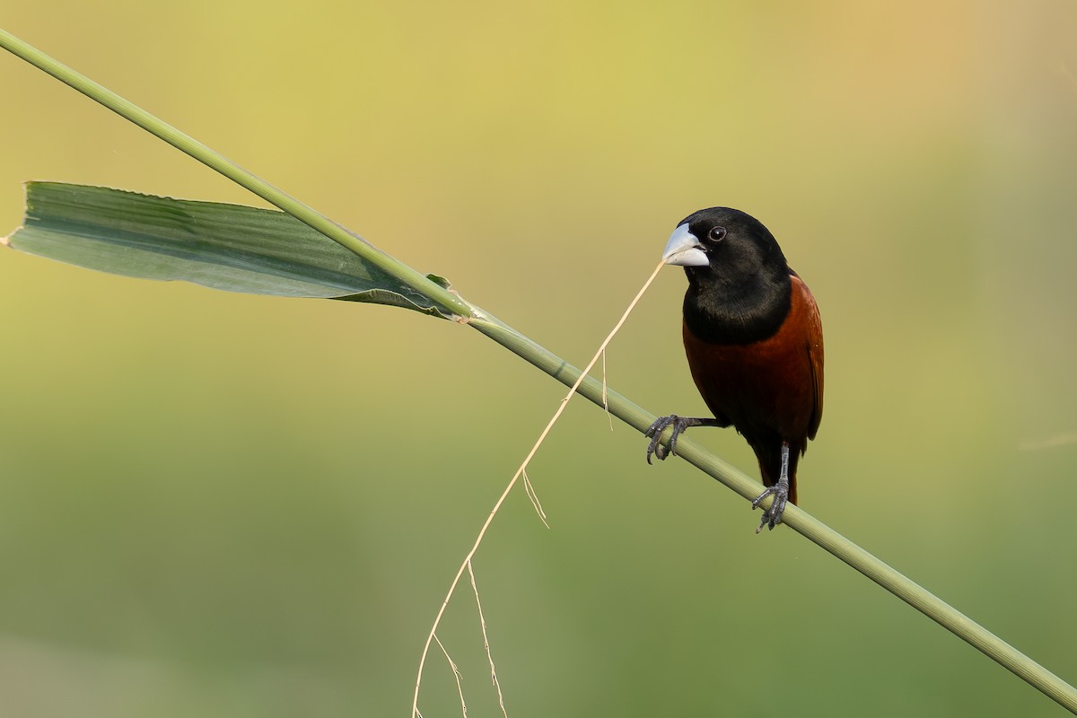 Chestnut Munia - ML635353881