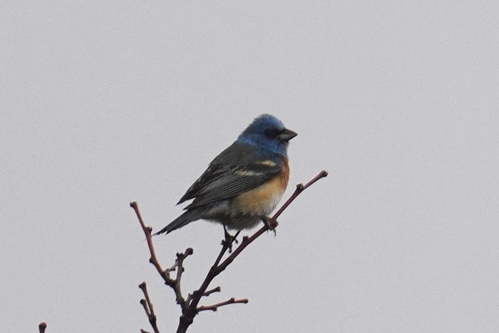 Lazuli Bunting - ML635353898