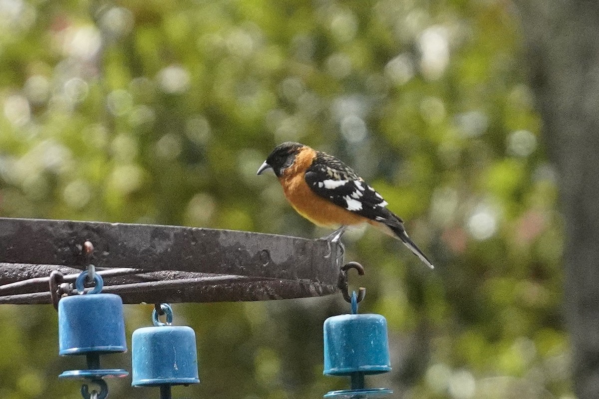 Black-headed Grosbeak - ML635353907