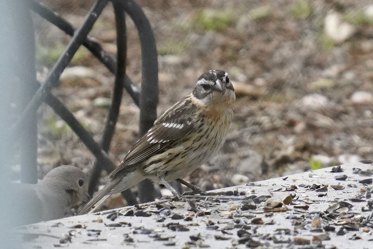 Black-headed Grosbeak - ML635353915