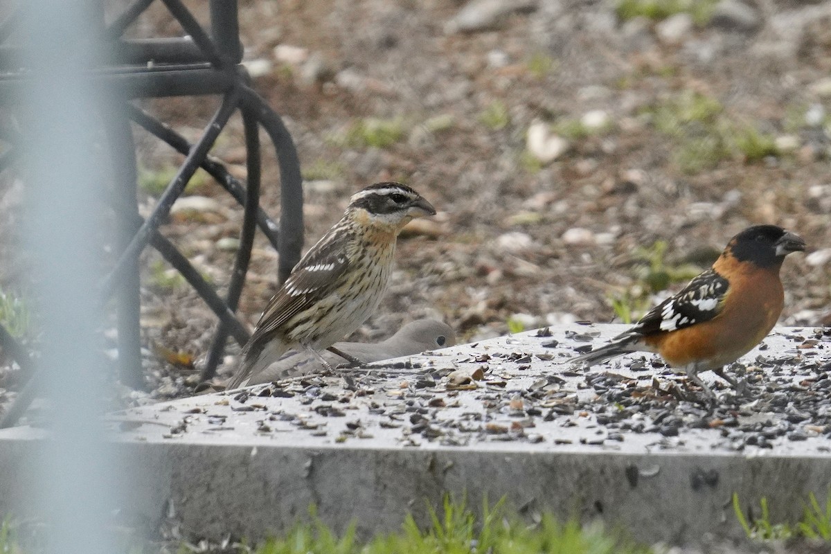Black-headed Grosbeak - ML635353916