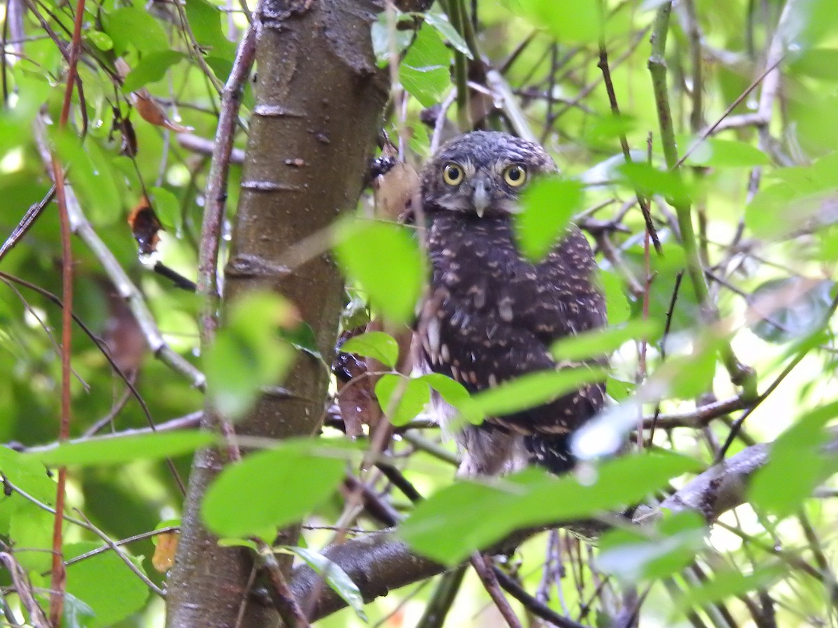 Asian Barred Owlet - ML635353948