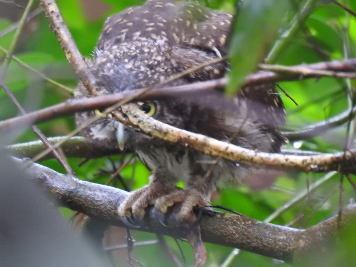Asian Barred Owlet - ML635353951