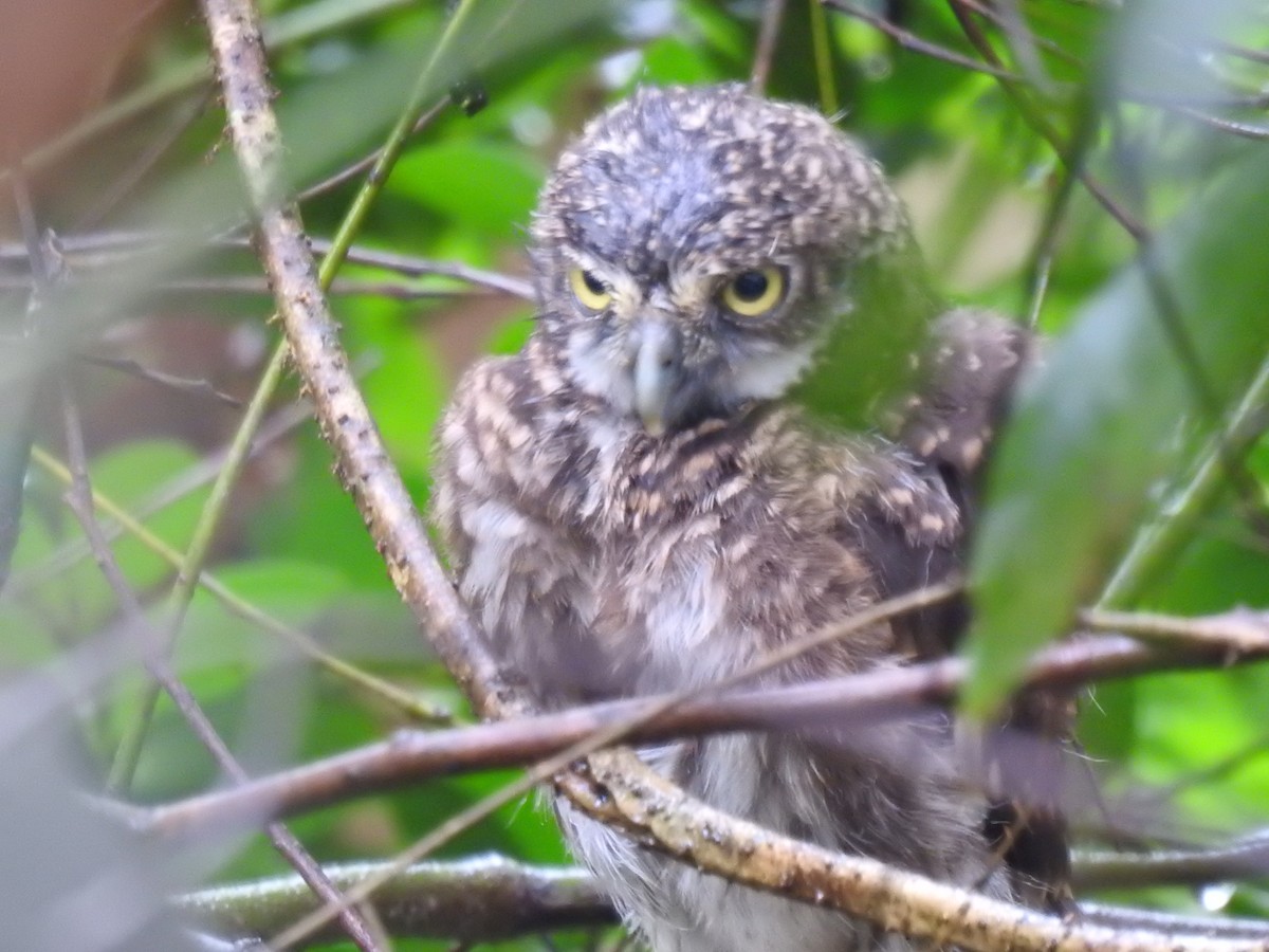 Asian Barred Owlet - ML635353952