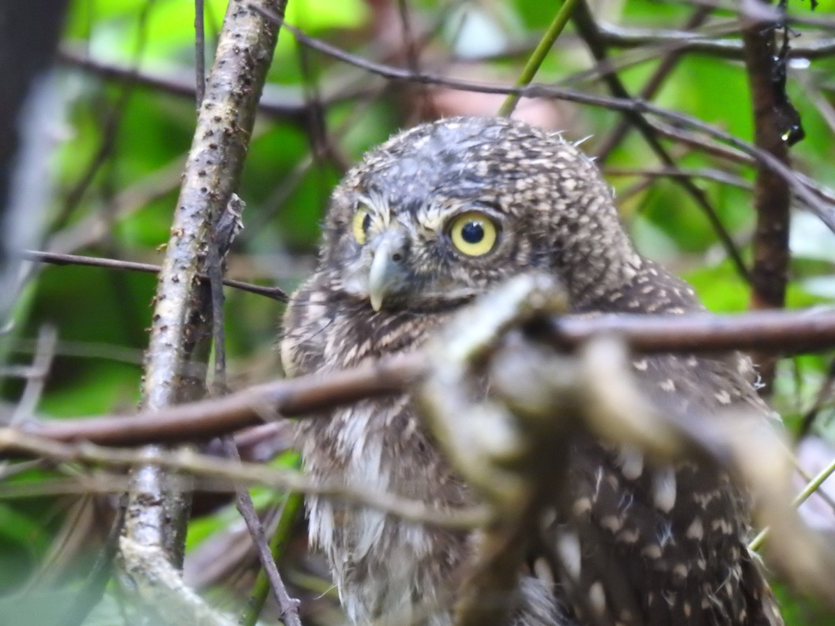 Asian Barred Owlet - ML635353954