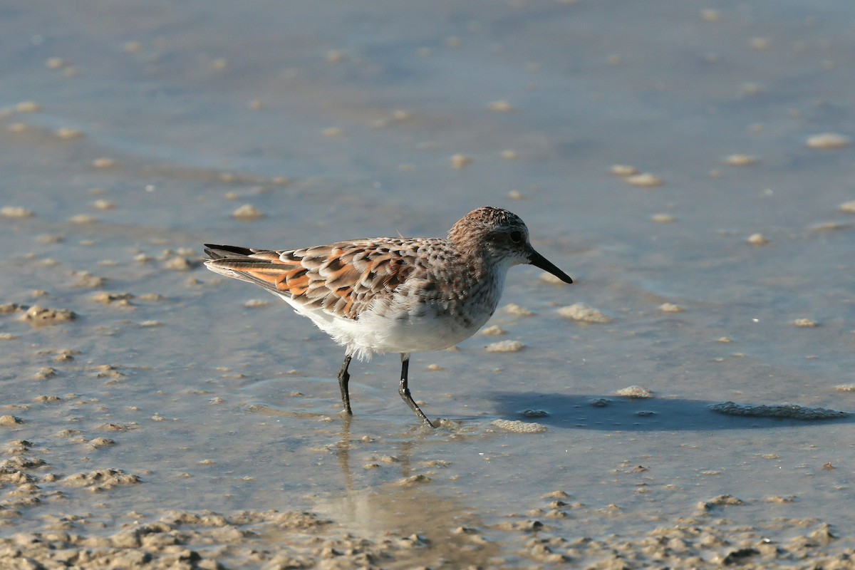 Little Stint - ML635353961