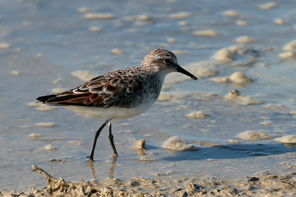 Little Stint - ML635353962