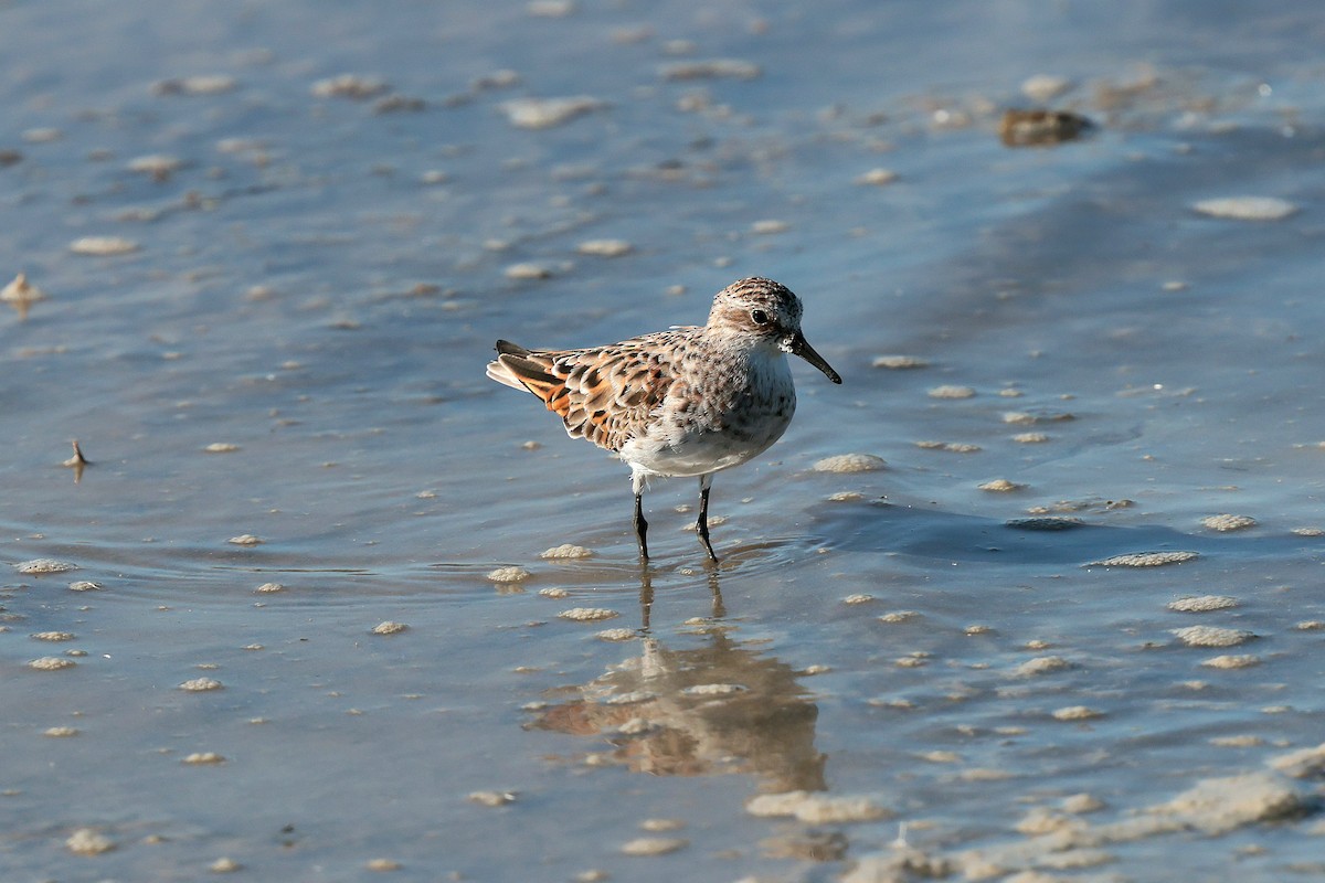 Little Stint - ML635353963