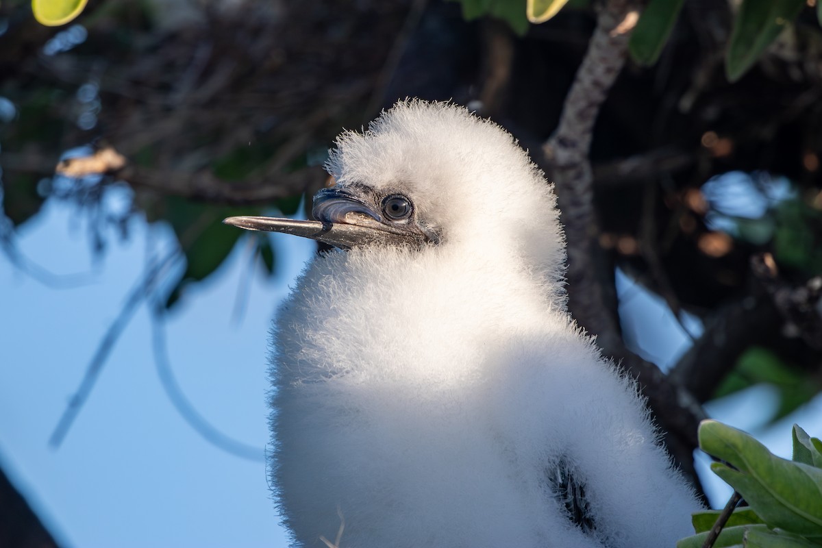 Red-footed Booby - ML635354054