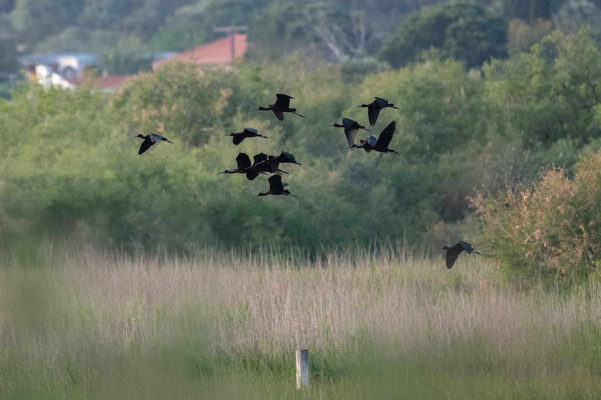 Glossy Ibis - ML635354073