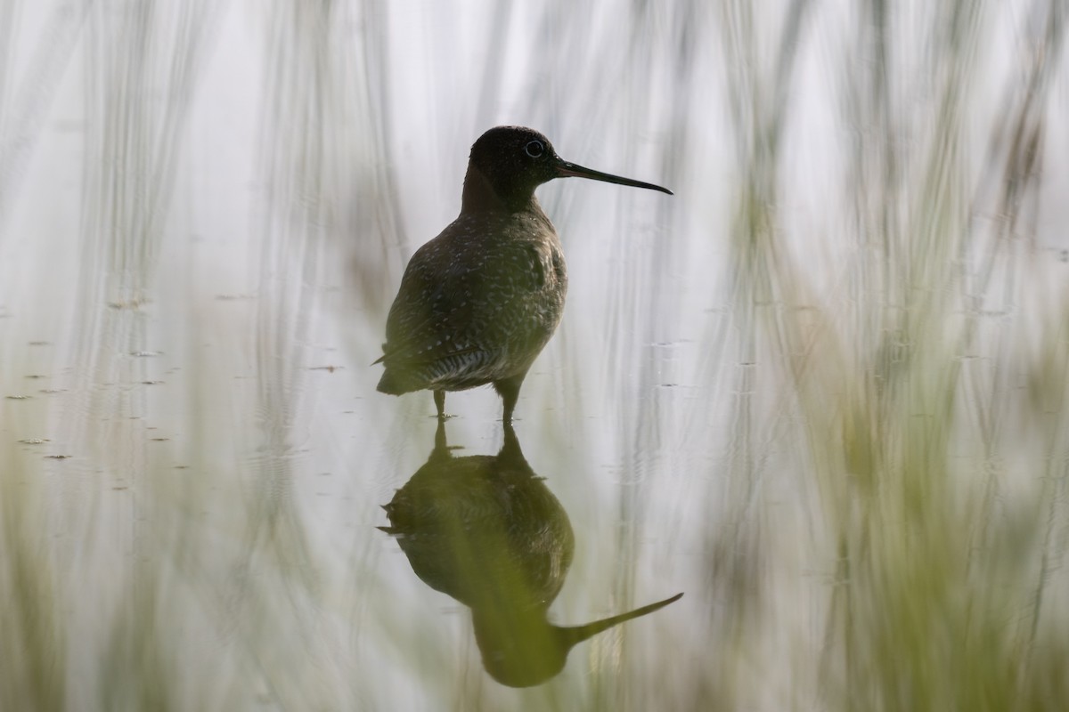 Spotted Redshank - ML635354074