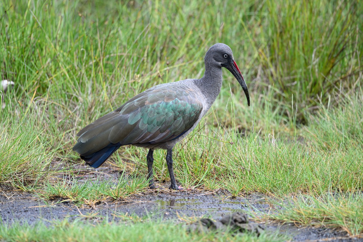 Hadada Ibis - ML635354091