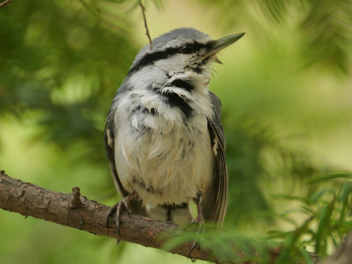 Eurasian Nuthatch - ML635354128