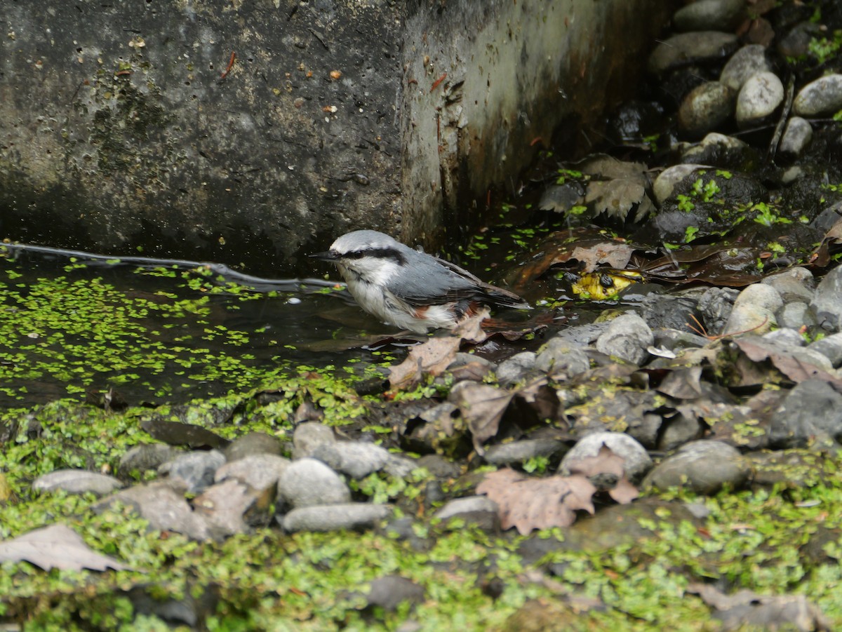 Eurasian Nuthatch - ML635354129