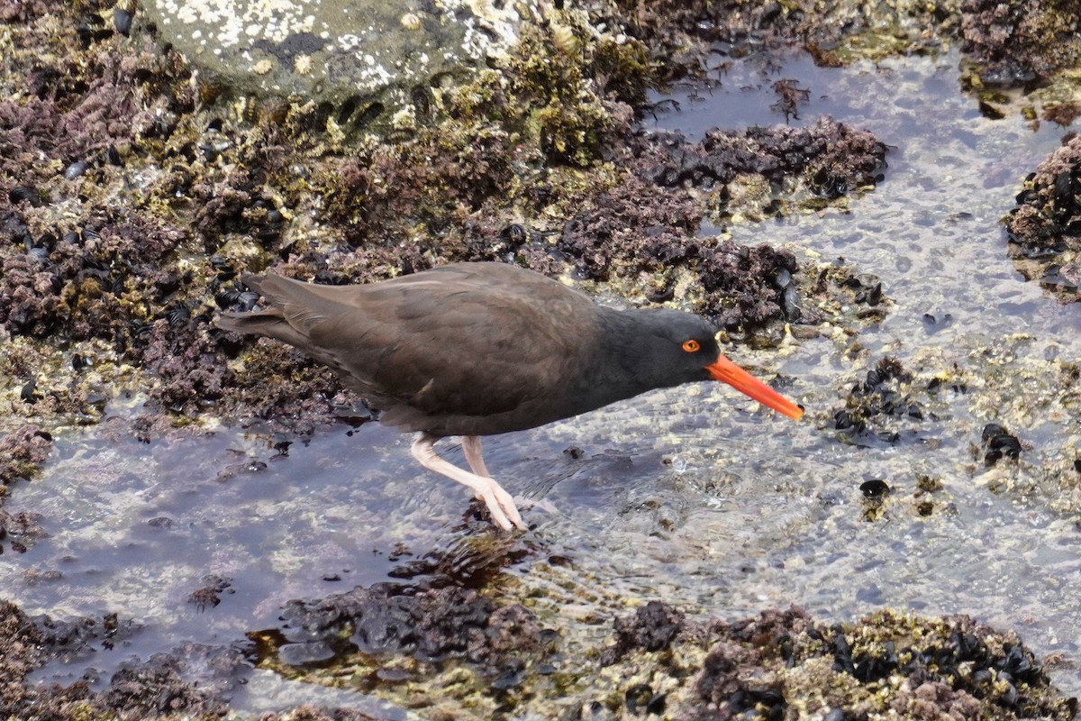 Black Oystercatcher - ML635354158