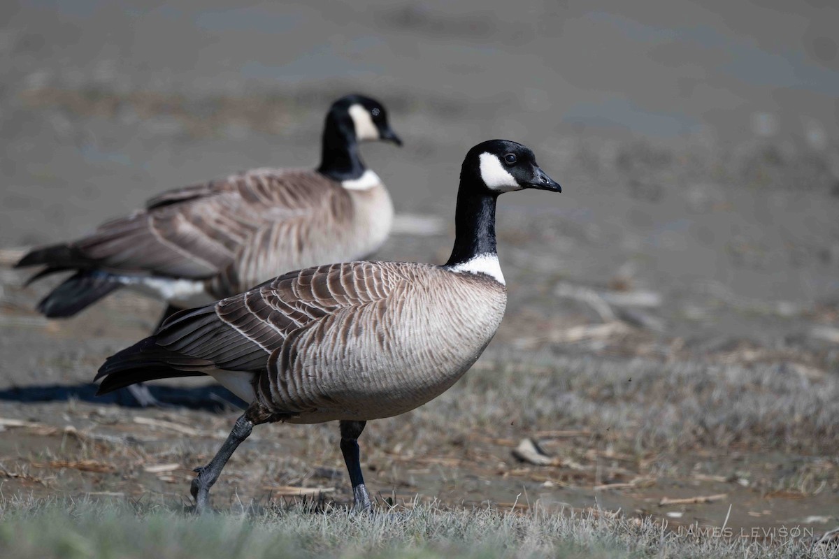 Branta kanadar txikia - ML635354162