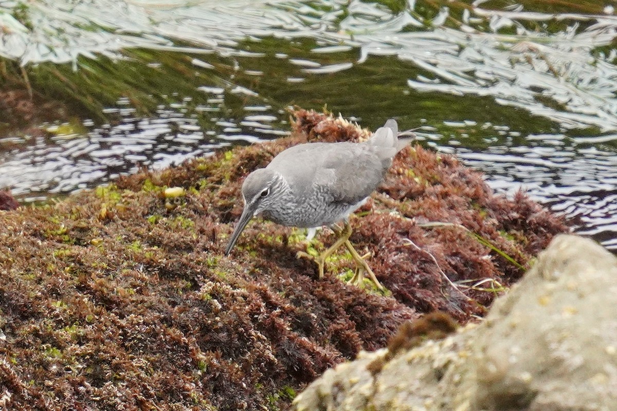 Wandering Tattler - ML635354174