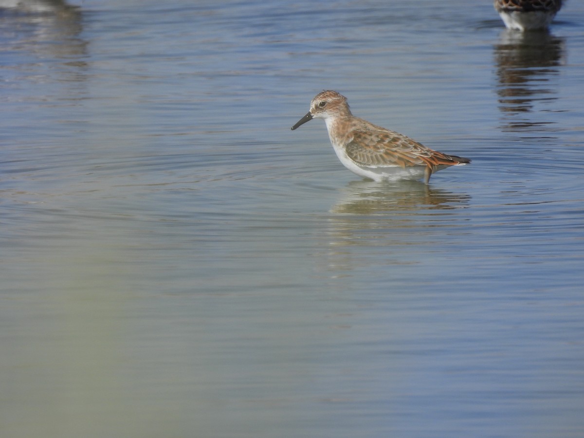Little Stint - ML635354177
