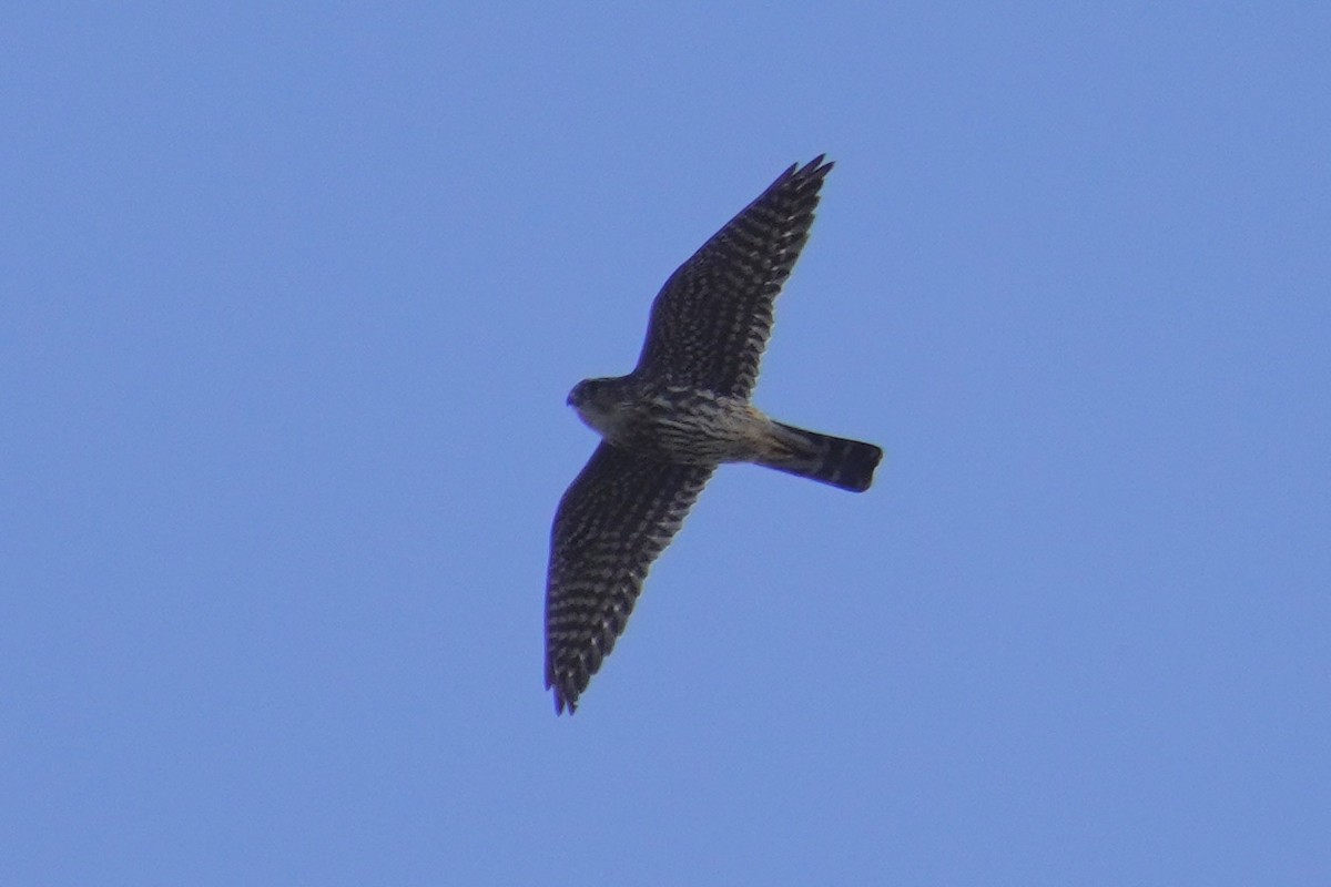 Merlin - ML635354186