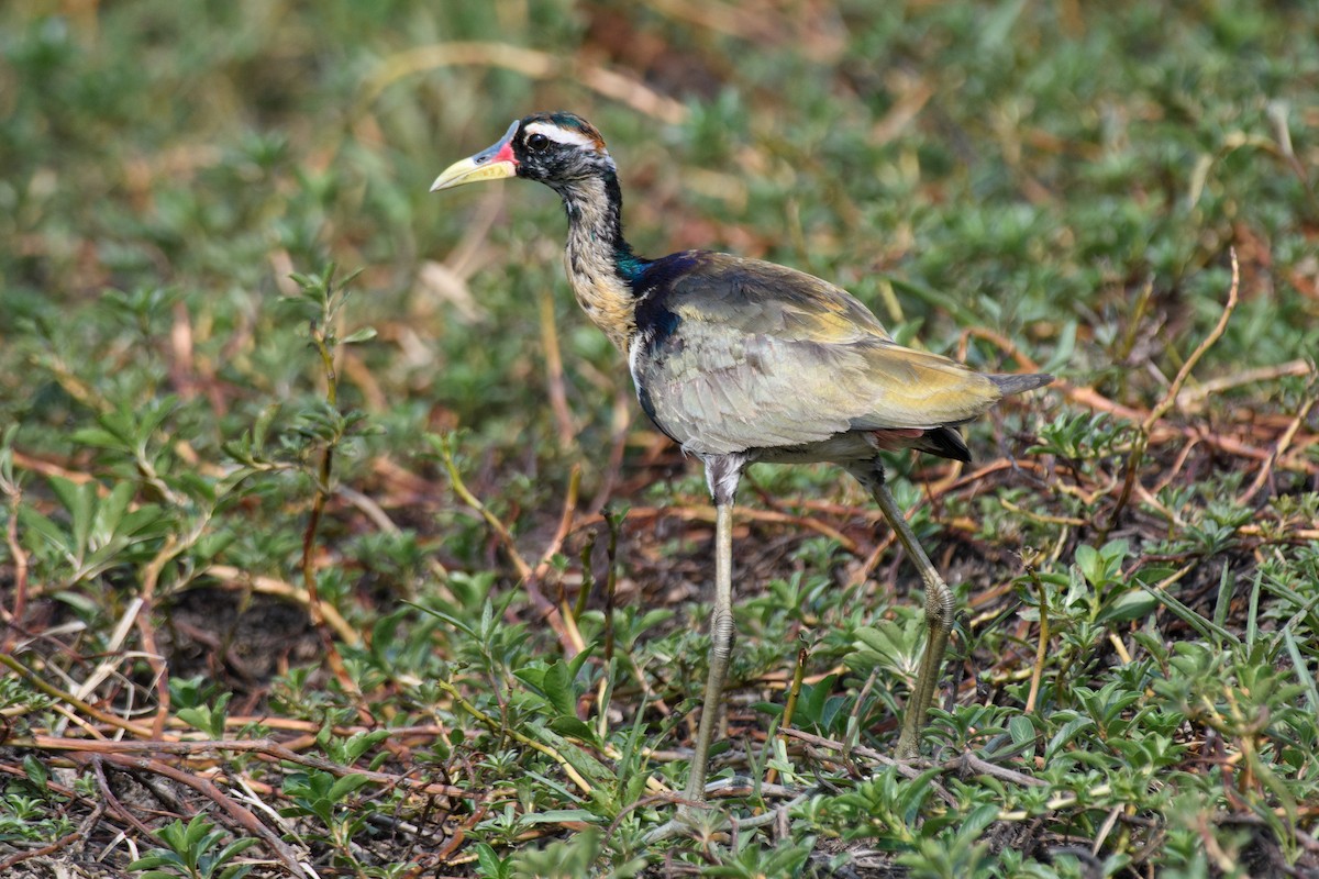 Bronze-winged Jacana - ML635354210