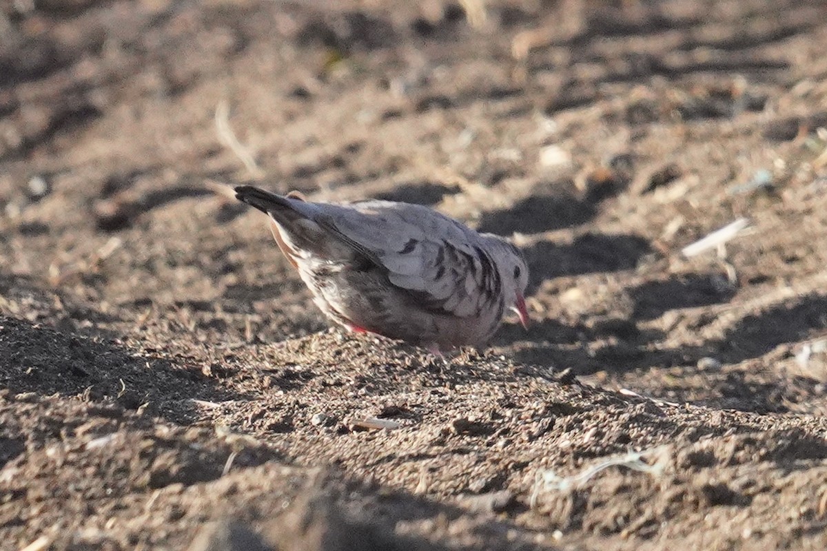 Common Ground Dove - ML635354211