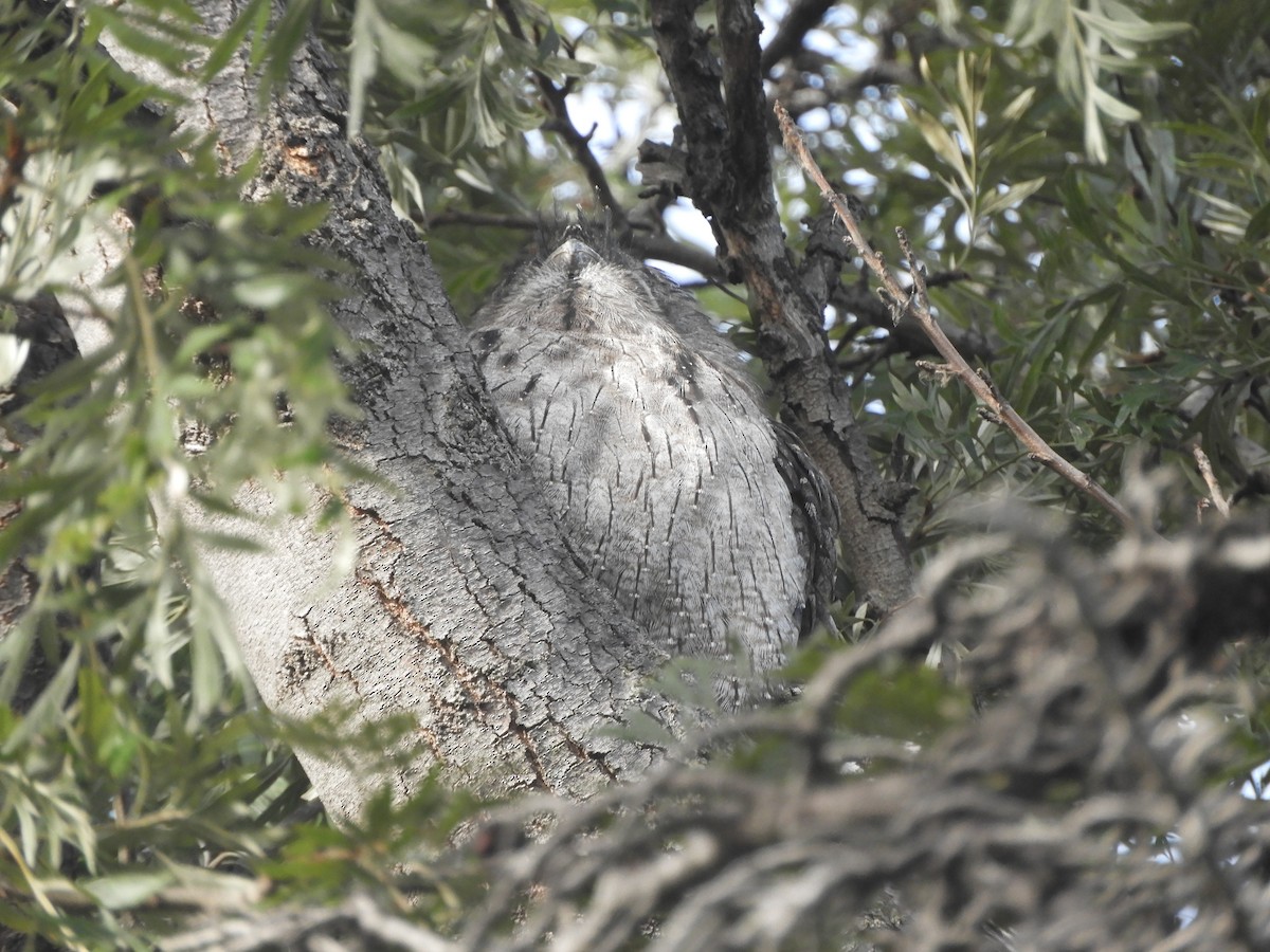 Tawny Frogmouth - ML635354226