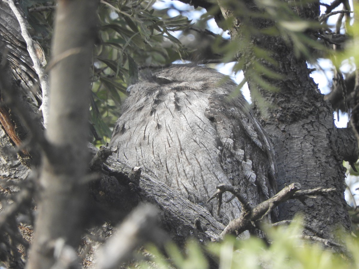 Tawny Frogmouth - ML635354235
