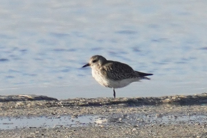 Black-bellied Plover - ML635354240