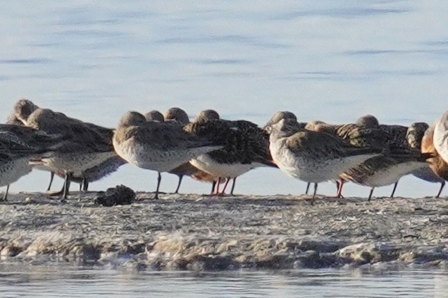 shorebird sp. - ML635354241
