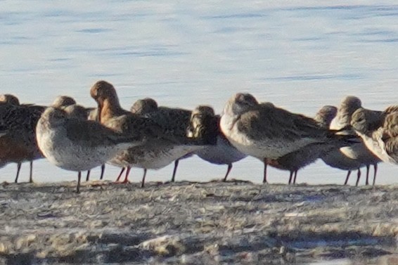 shorebird sp. - ML635354242