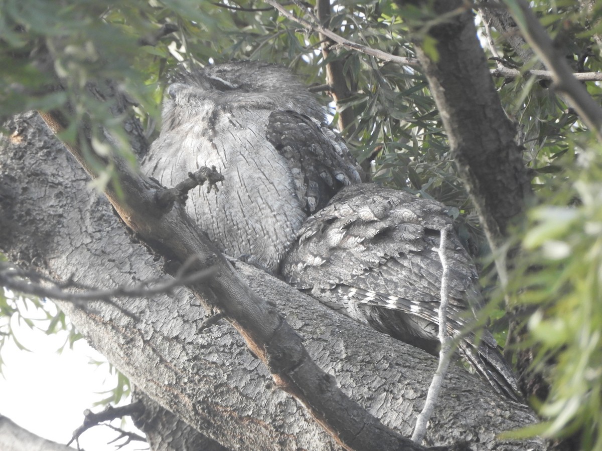 Tawny Frogmouth - ML635354244