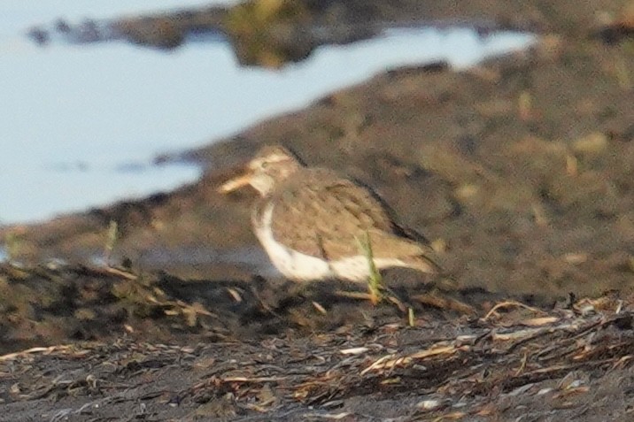 Spotted Sandpiper - ML635354245