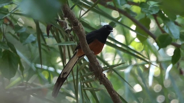 White-rumped Shama - ML635354277