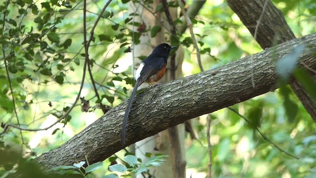 White-rumped Shama - ML635354279