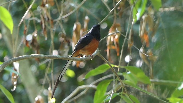 White-rumped Shama - ML635354282