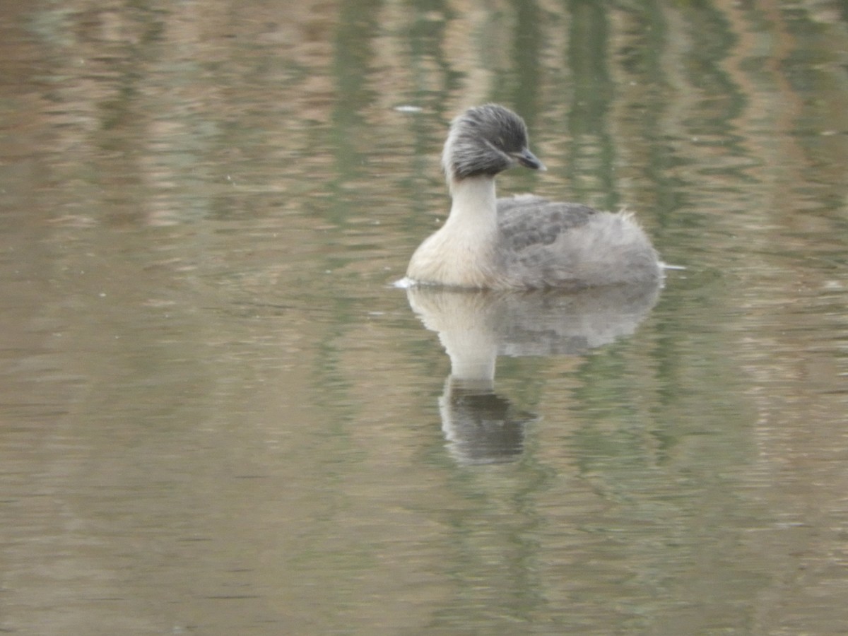 Hoary-headed Grebe - ML635354299
