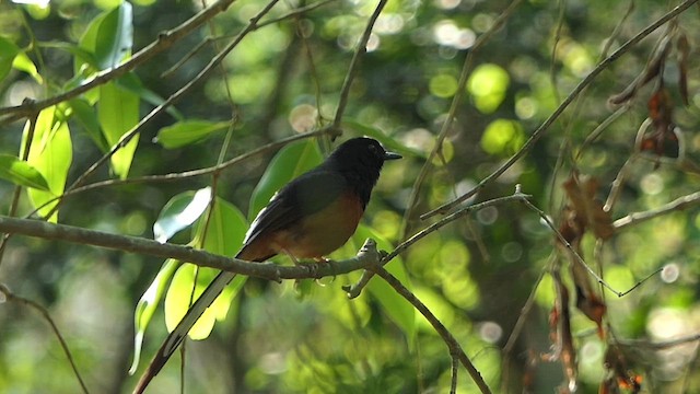 White-rumped Shama - ML635354306