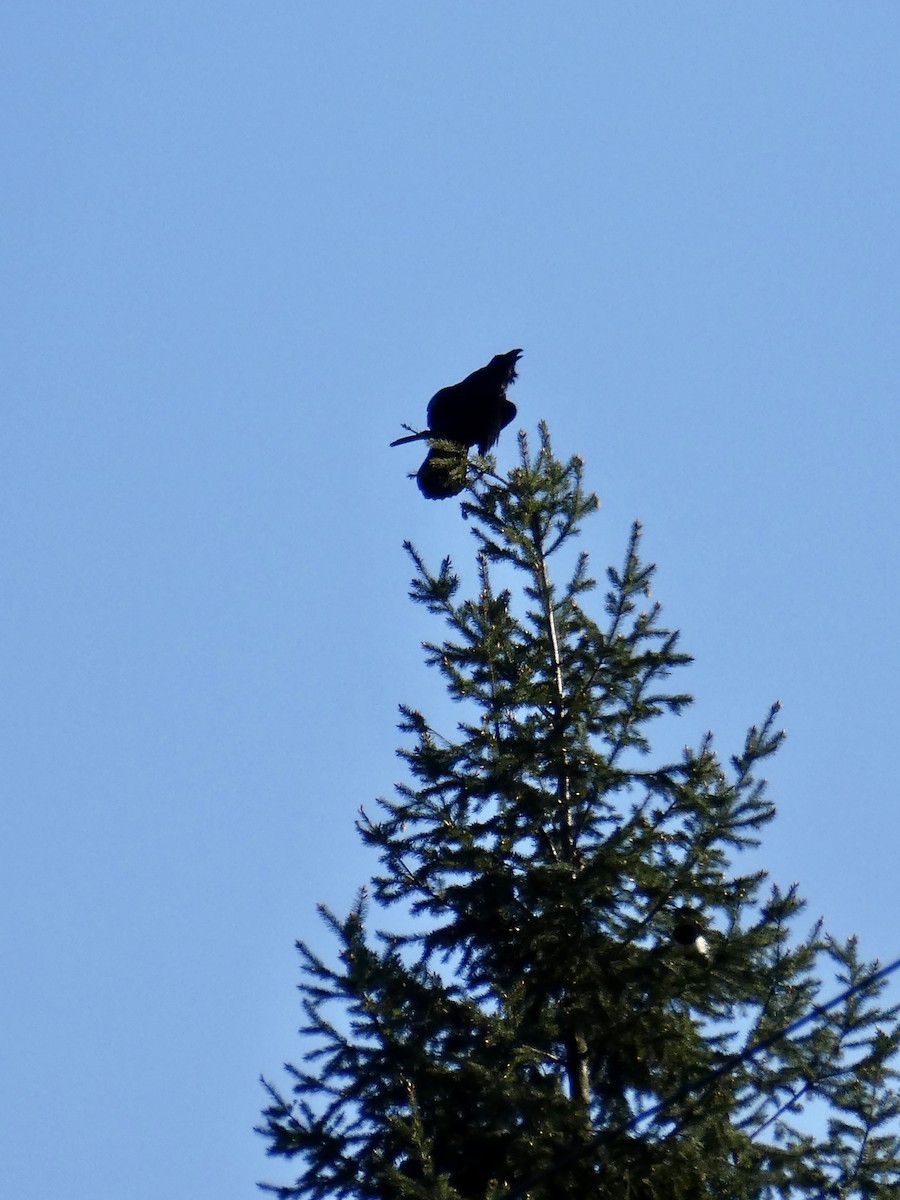 Common Raven - ML635354308