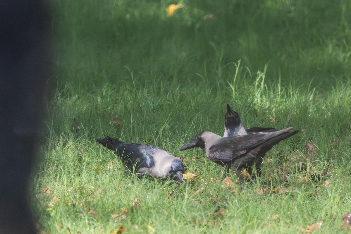 House Crow - ML635354310