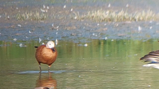 Ruddy Shelduck - ML635354340