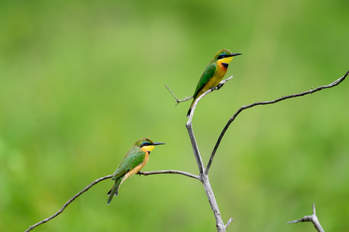 Little Bee-eater - ML635354343