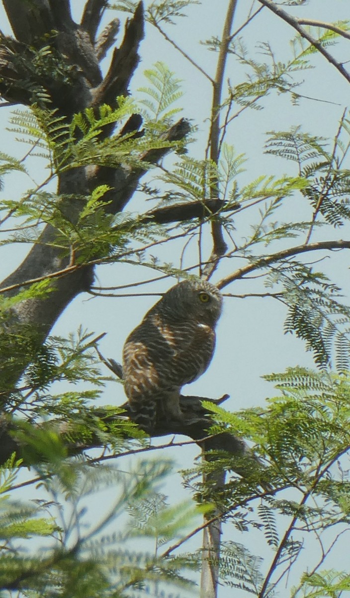 Asian Barred Owlet - ML635354352