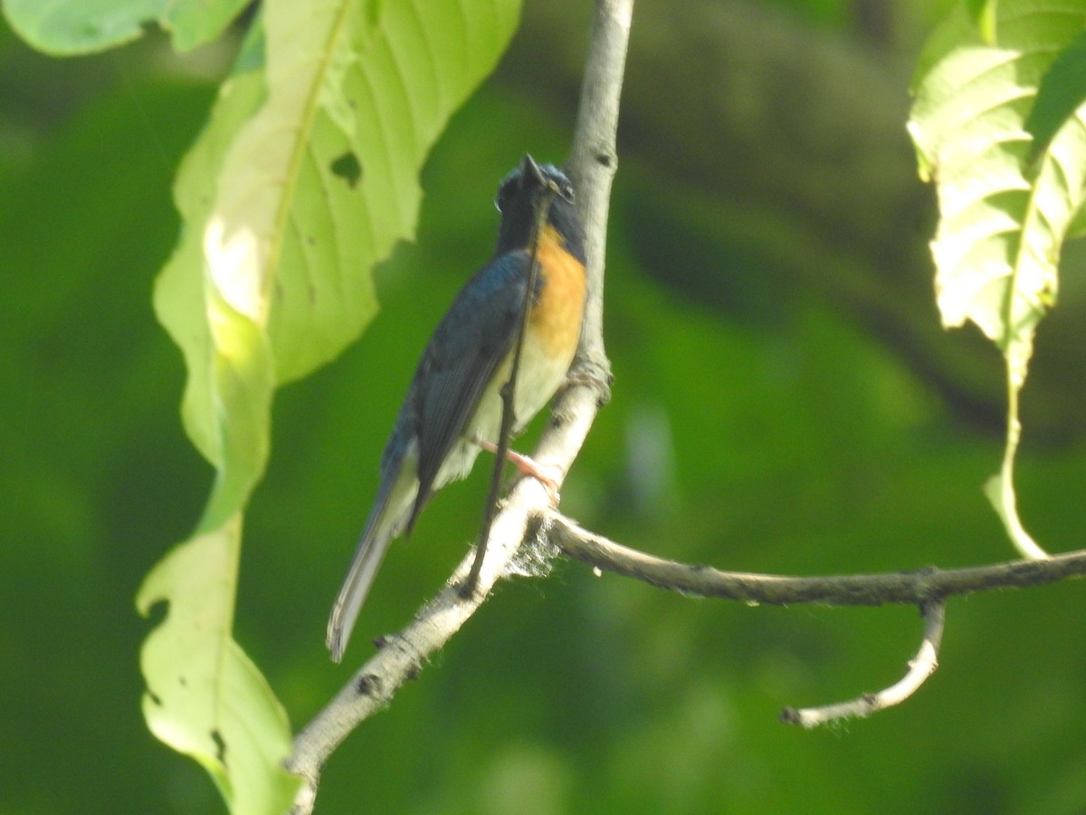 Hainan Blue Flycatcher - ML635354359